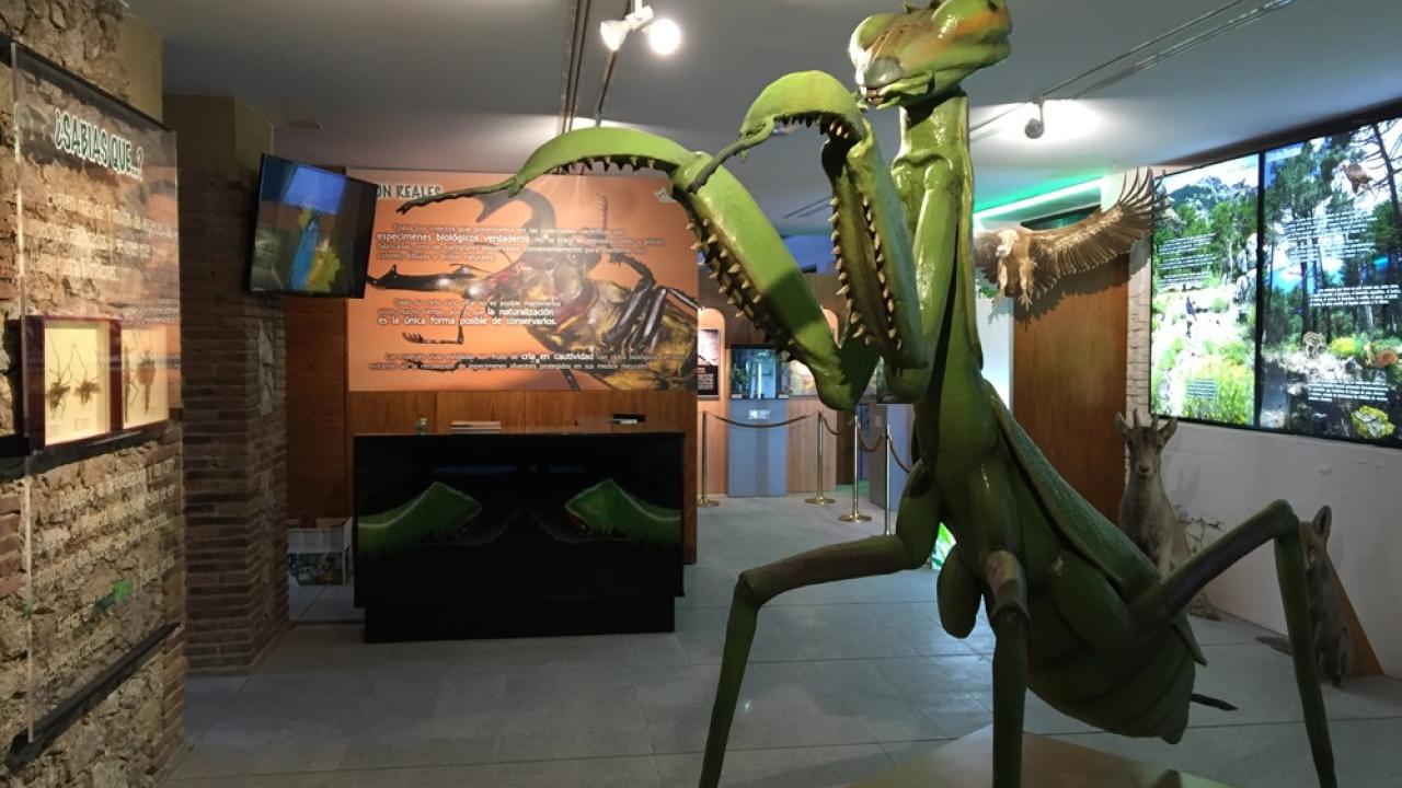 Insect Park