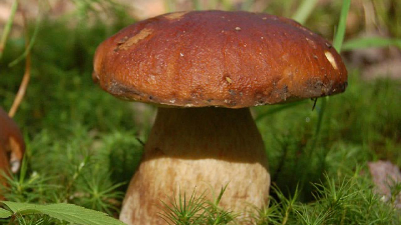 Jornadas Micológicas de la Sierra de Guadarrama 2025