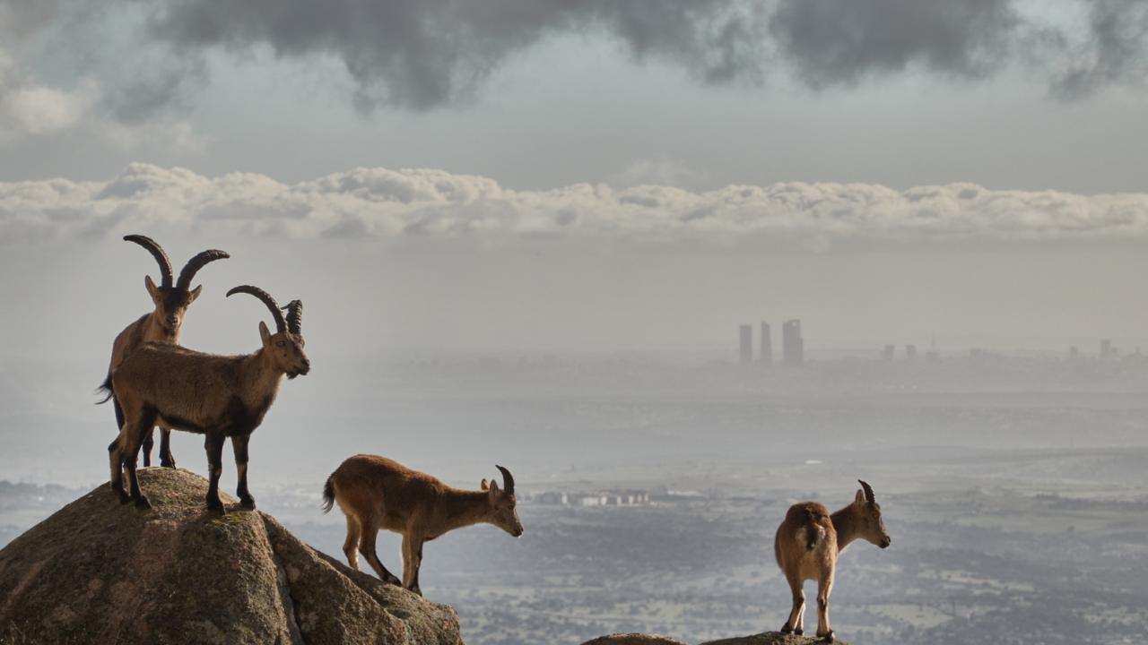 Parque Nacional Sierra de Guadarrama