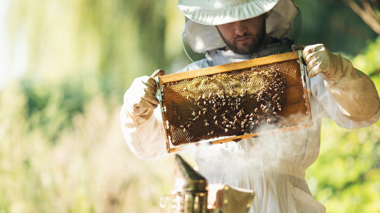 Apicultor por un día