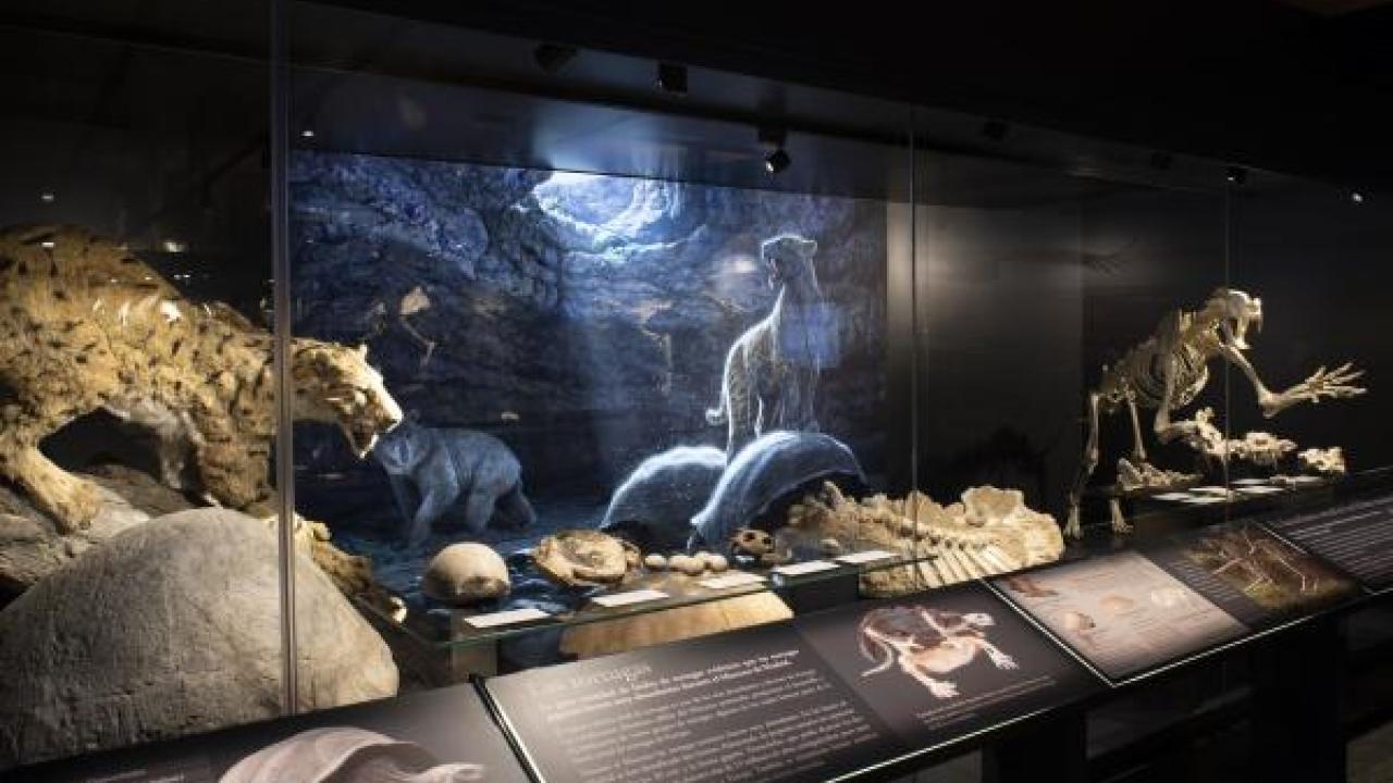 Museo Arqueológico y Paleontológico de la CM