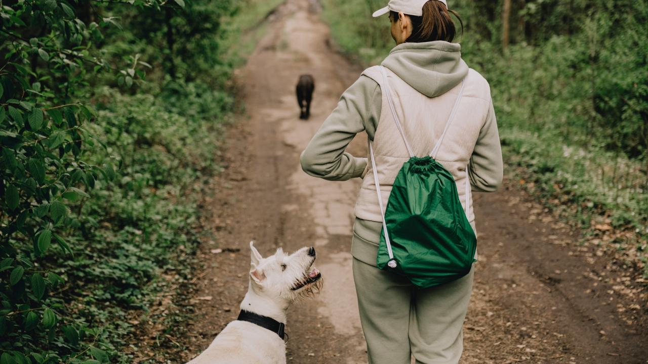 Caminata con perros
