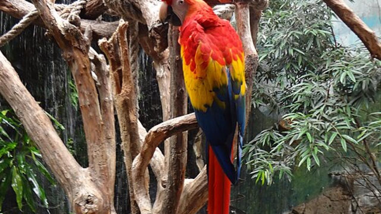 Faunia