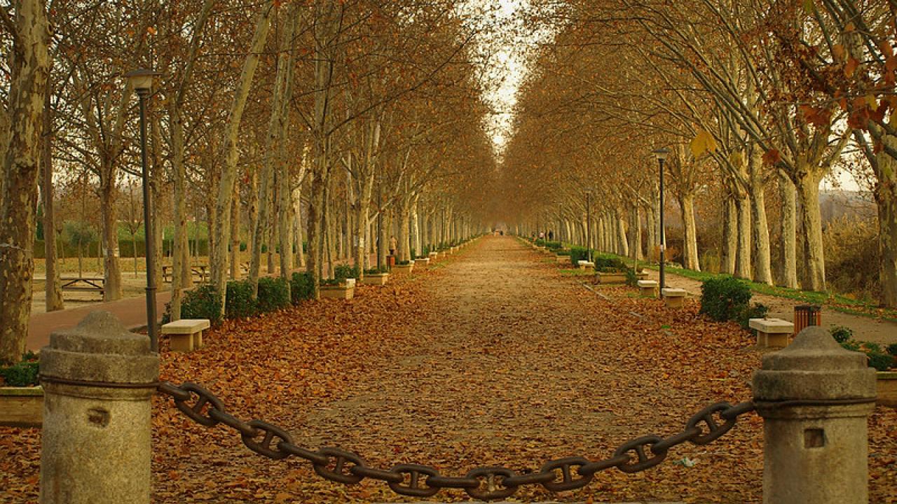 Perspectiva del paseo de los Chopos
