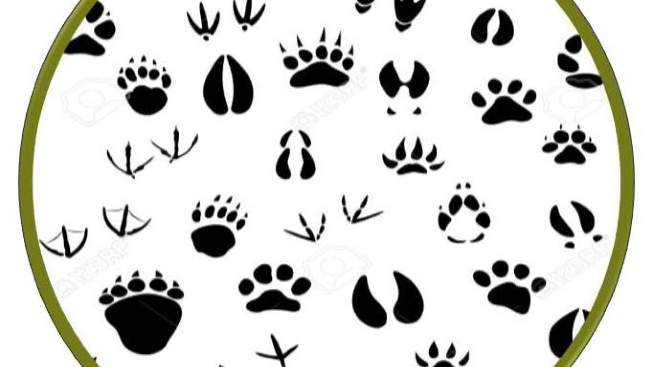 Itinerarios Guiados. Atrapa tu Huella