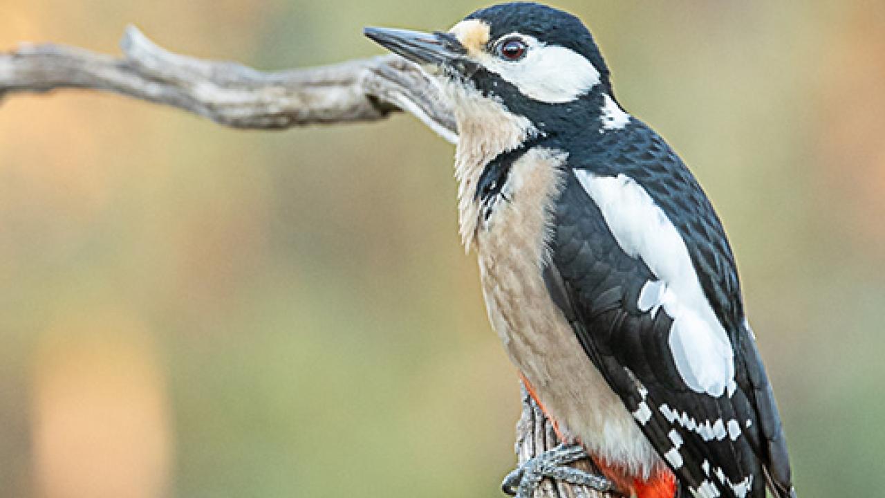 Exposición " La vida salvaje"