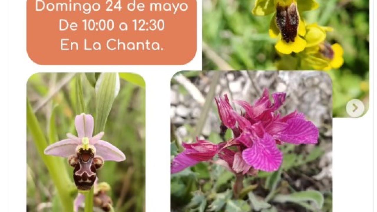 Ruta botánica orquideas de La Chanta