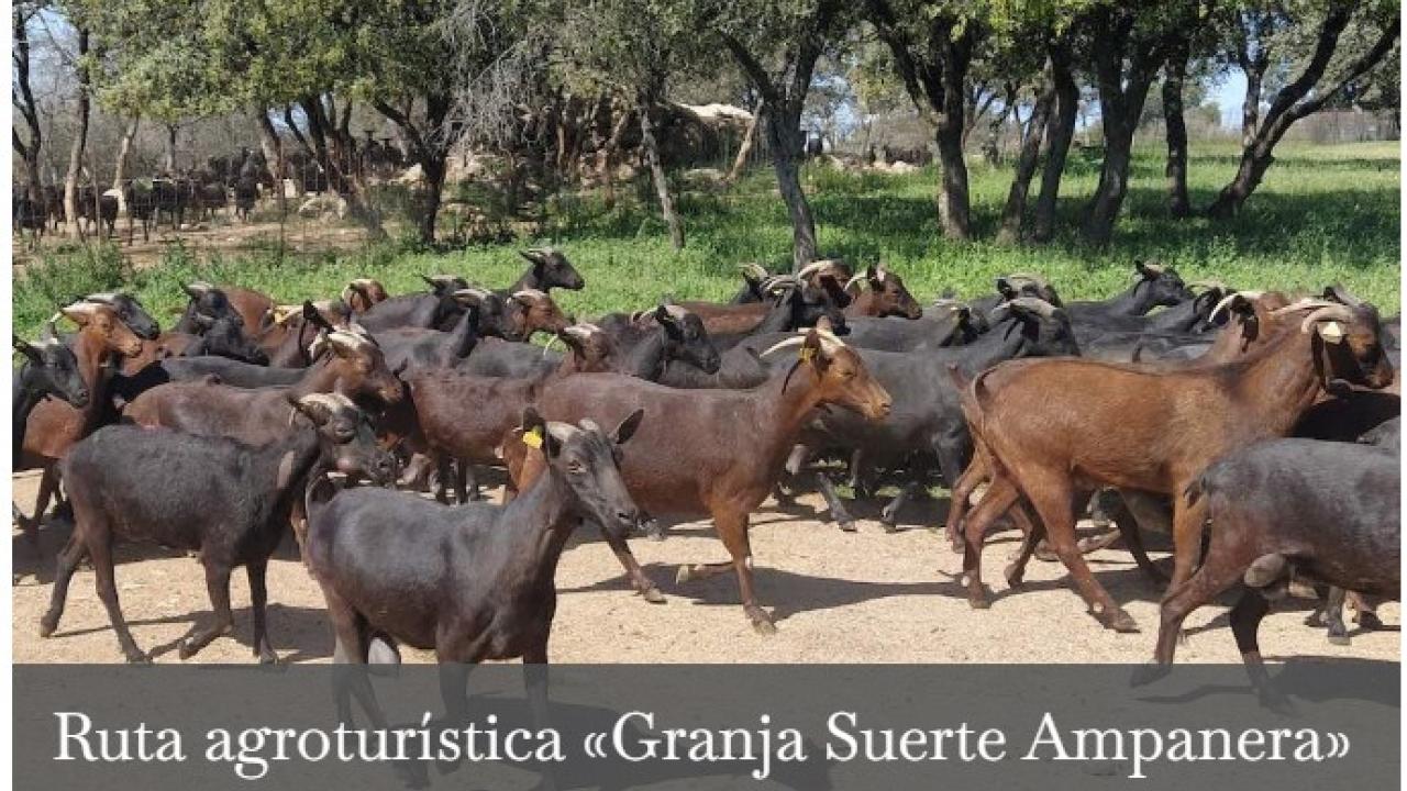 Rutas agroturísticas 2026:  Granja Suerte Ampanera 