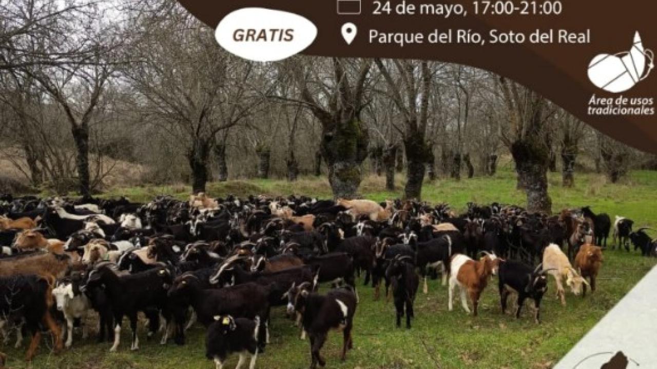 Ruta de pastoreo en Soto del Real