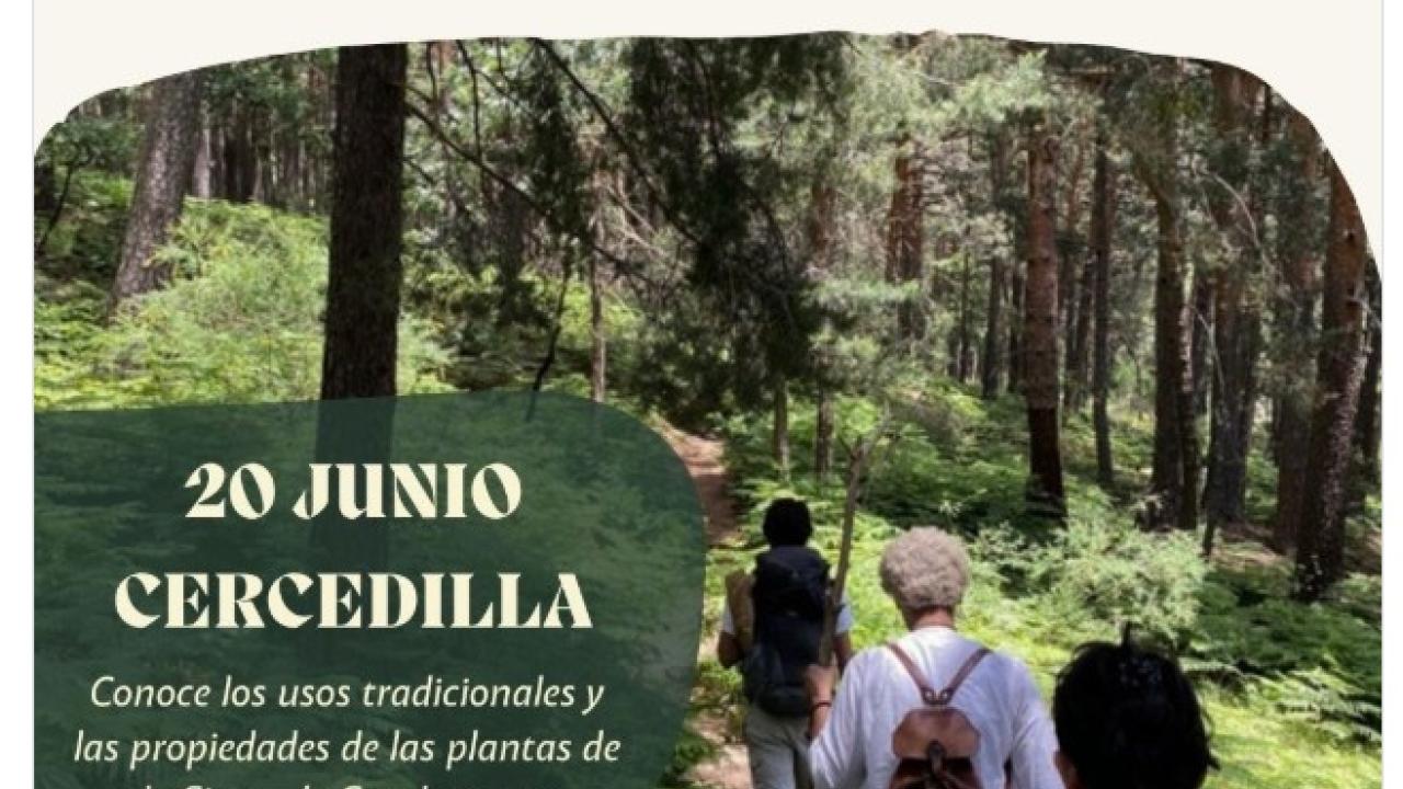 Ruta Botánica de Plantas Medicinales y Comestibles en Cercedilla
