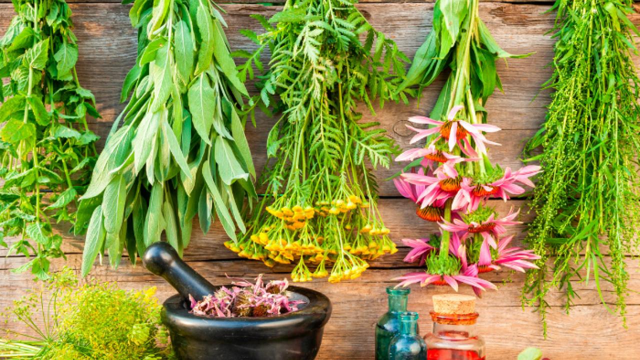 Taller de Plantas Medicinales
