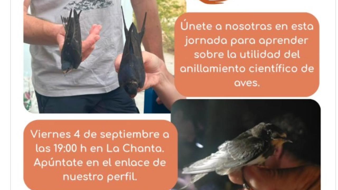 Anillamiento científico de aves