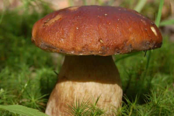 Jornadas Micológicas de la Sierra de Guadarrama 2025