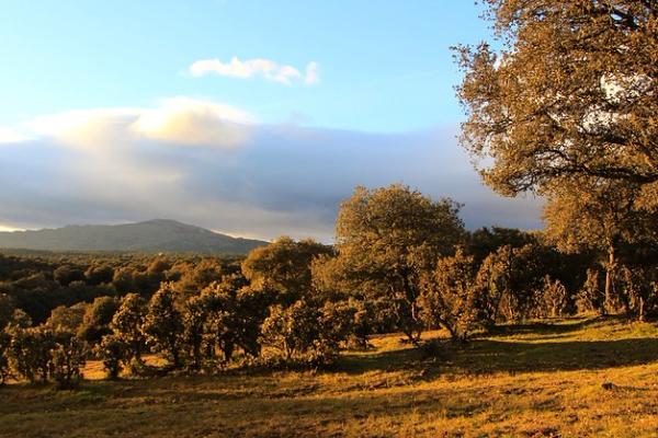 Dehesa de Moncalvillo