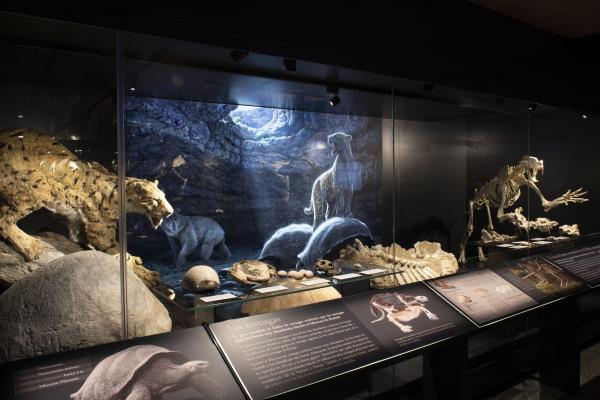 Museo Arqueológico y Paleontológico de la CM