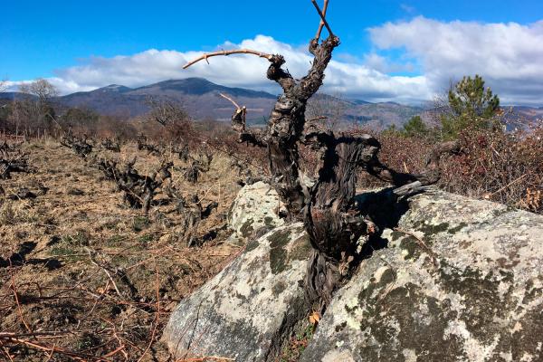Imagen de una viña de la bodega 4 Monos Viticultores