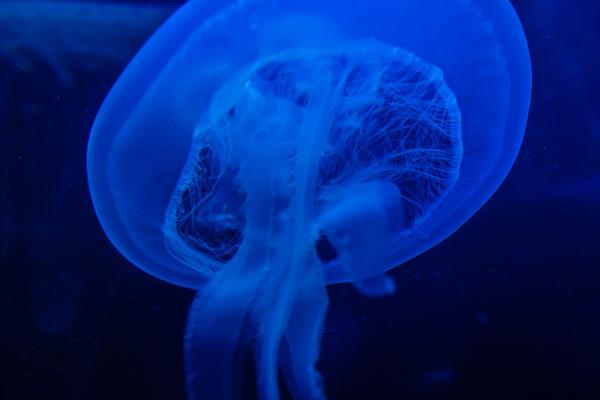 Atlantis Aquarium