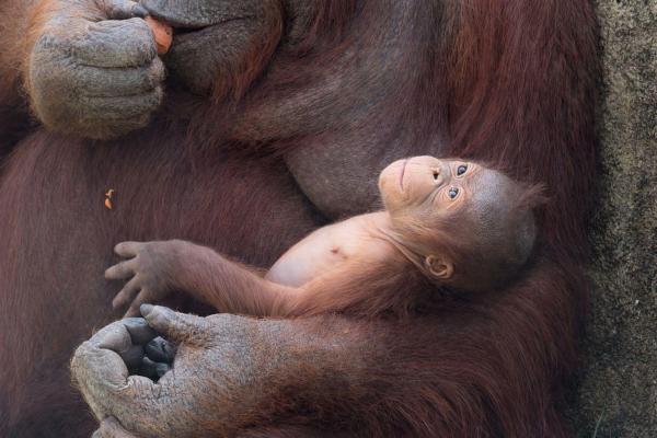 Imagen de cría de orangután del Zoo Aquarium Madrid
