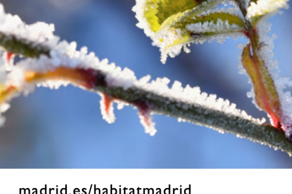 Actividades ambientales Madrid