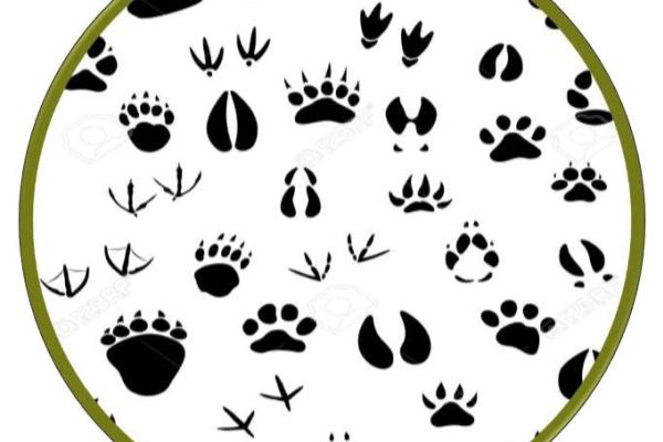 Itinerarios Guiados. Atrapa tu Huella