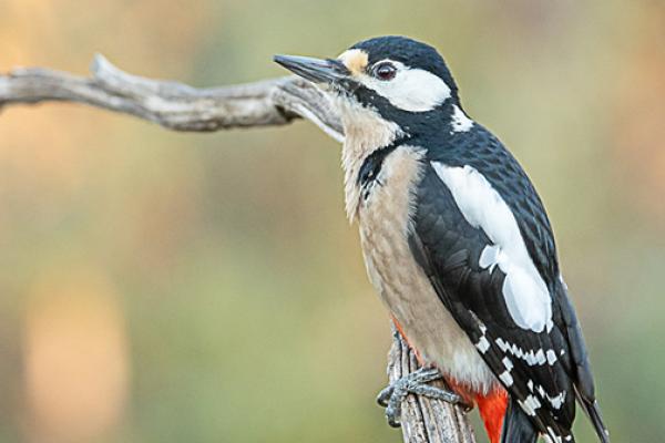 Exposición " La vida salvaje"
