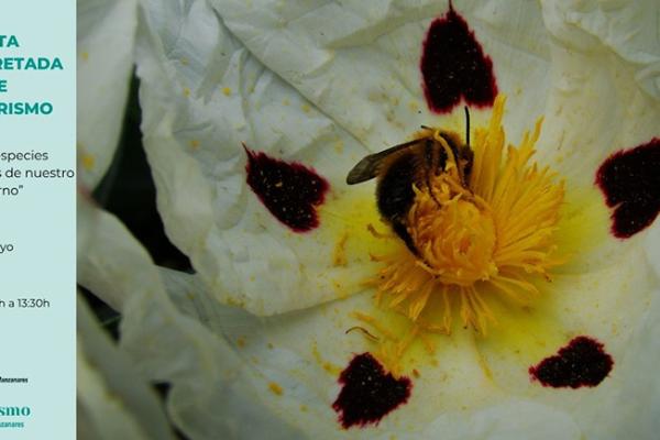 Ruta Interpretada de Senderismo "Flora y especies polinizadoras de nuestro entorno" 