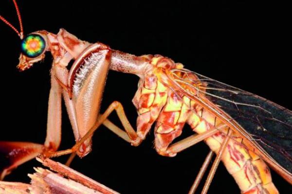 El maravilloso mundo de los artrópodos