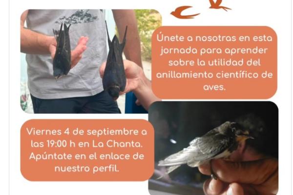 Anillamiento científico de aves
